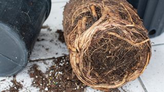 Root Bound Plant