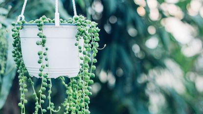 string of pearls plant in a pot