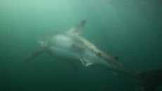 great white shark with back scars