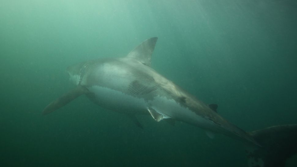 Photo shows 'massive' great white shark scarred after rare battle with