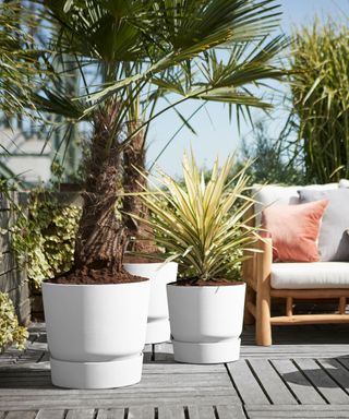 large planters on a balcony filled with tropical plants