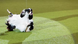 American cocker spaniel at crufts