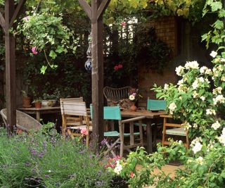 pergola with philadelphus and lavender