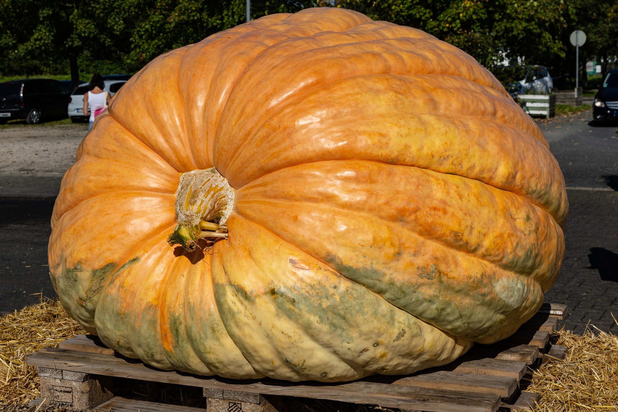 Man Crushes Old Car With Giant Pumpkin