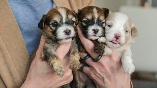 Three cute puppies being held