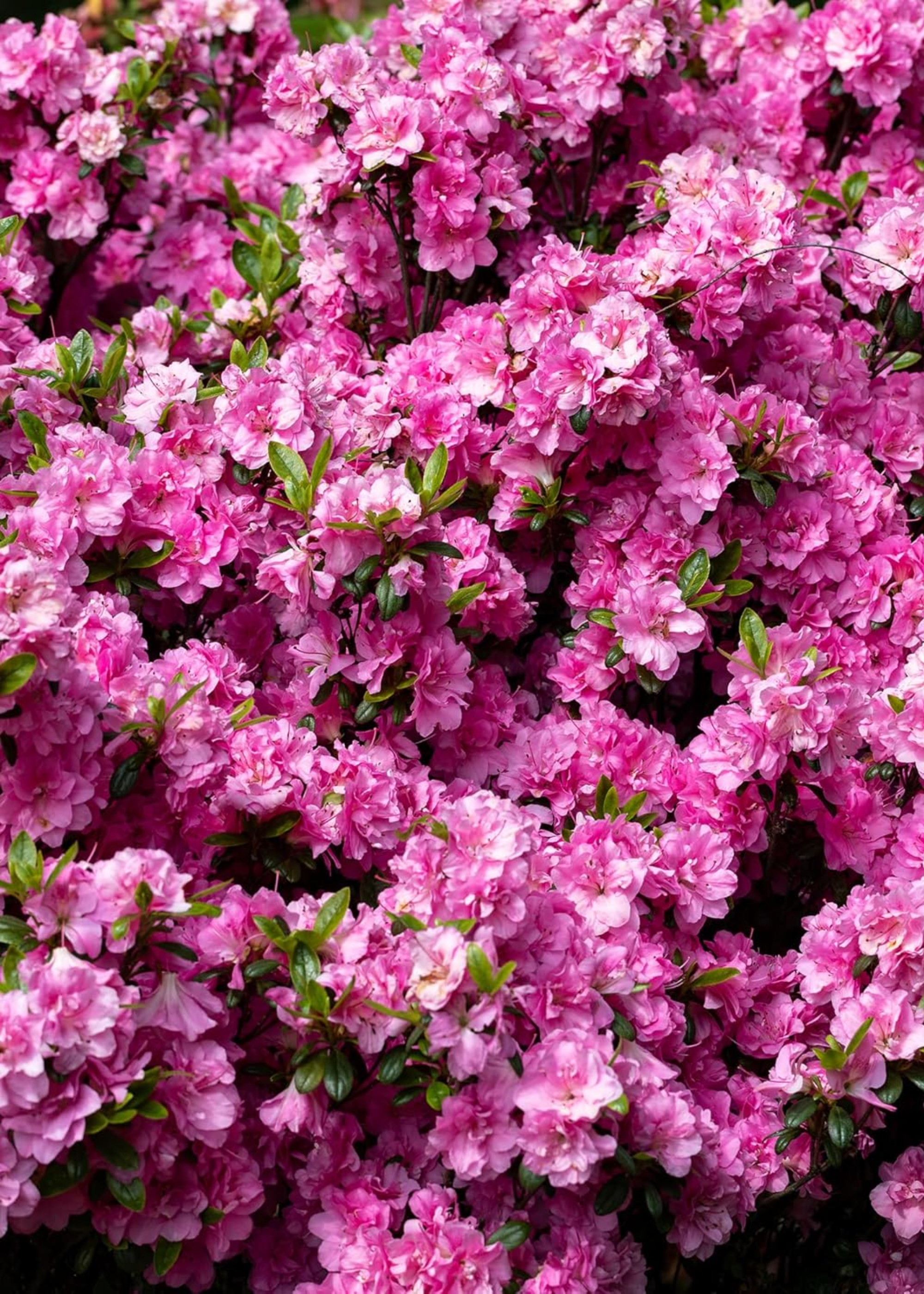 A close-up of pink Japanese azaleas