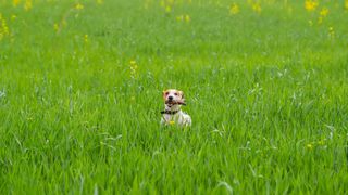 Training recall in dogs - dog sat in green field with stick in its mouth