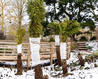 tree ferns wrapped in horticultural fleece fabric to protect them from cold weather