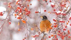 American robin in winter shrub with berries