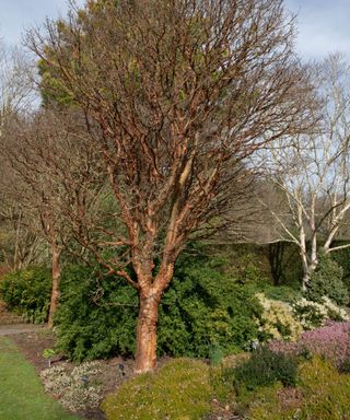Acer Griseum is a Deciduous tree with Paper Peeling Brown Bark and Native to China