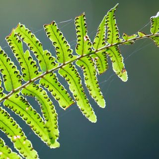 Nephrolepis exaltata (The Sword Fern) with spores on underside of leaves