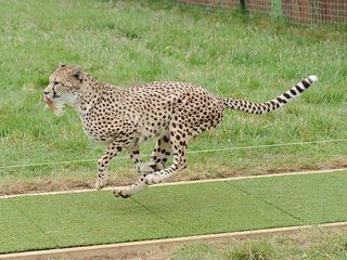 A running cheetah