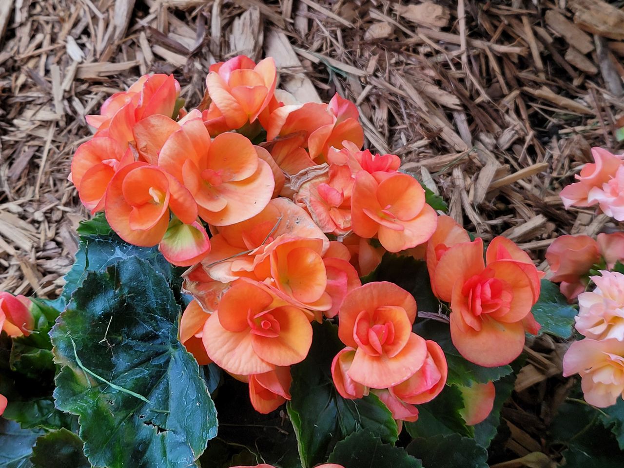 Samsung Galaxy Z Fold 2 camera samples