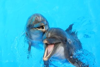two dolphins swim in a pool