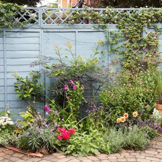 Blue painted garden fence with trellis topper and climbing plants