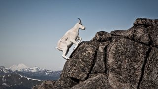 A mountain goat climbs a steep, rocky ridge in BC, Canada