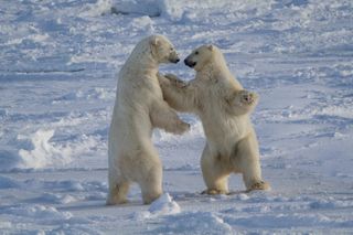 International Polar Bear Day images by photographers supplied by picfair