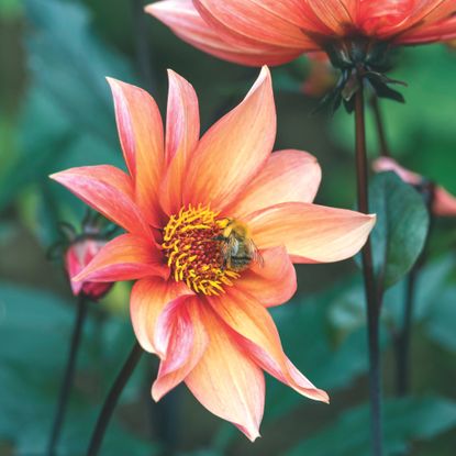 Closeup of bumble bee on pink and orange dahlia flowers in garden