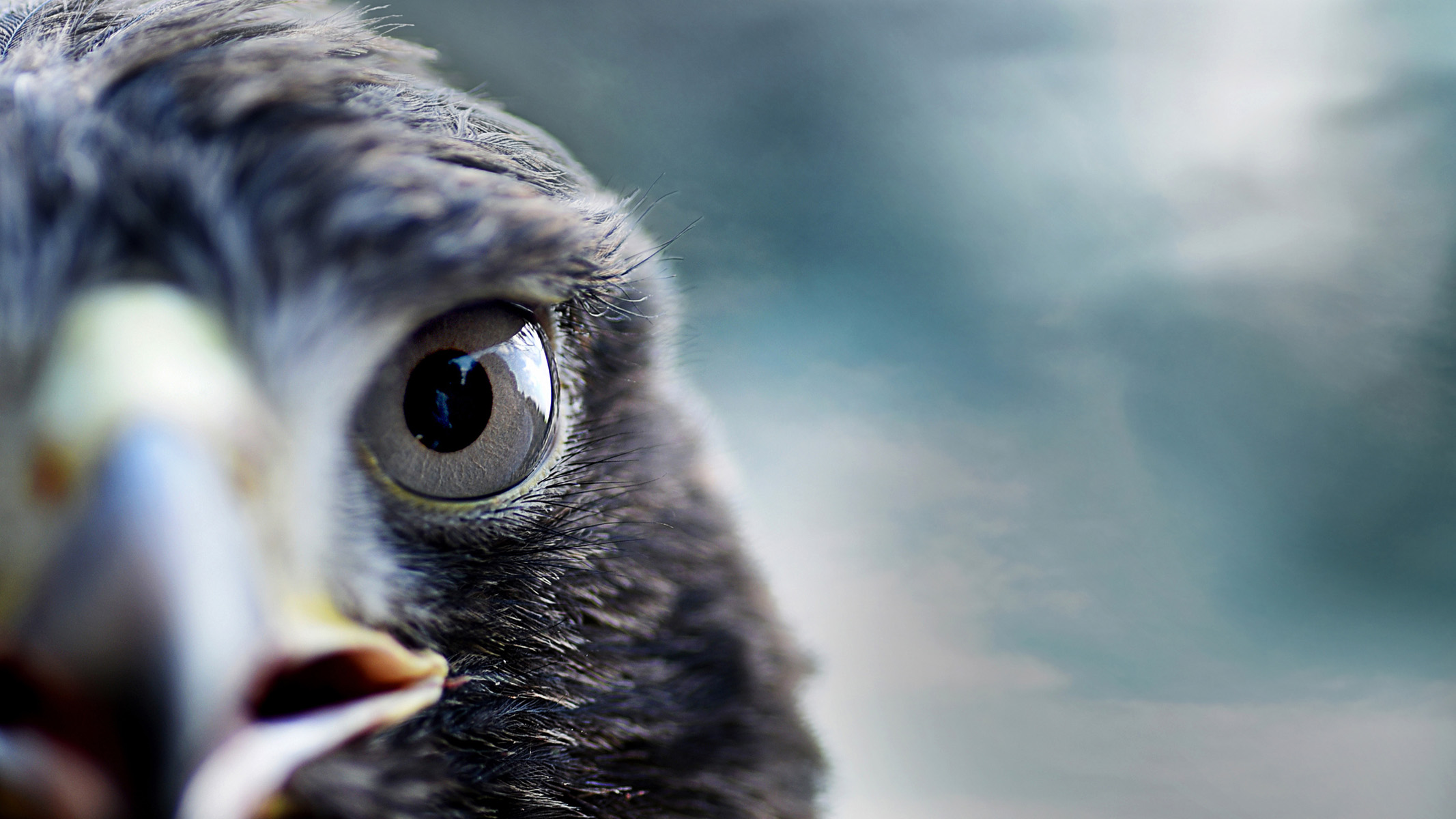hawk's face and eye