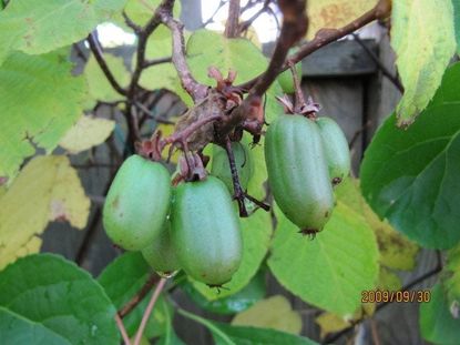 zone 6 kiwi