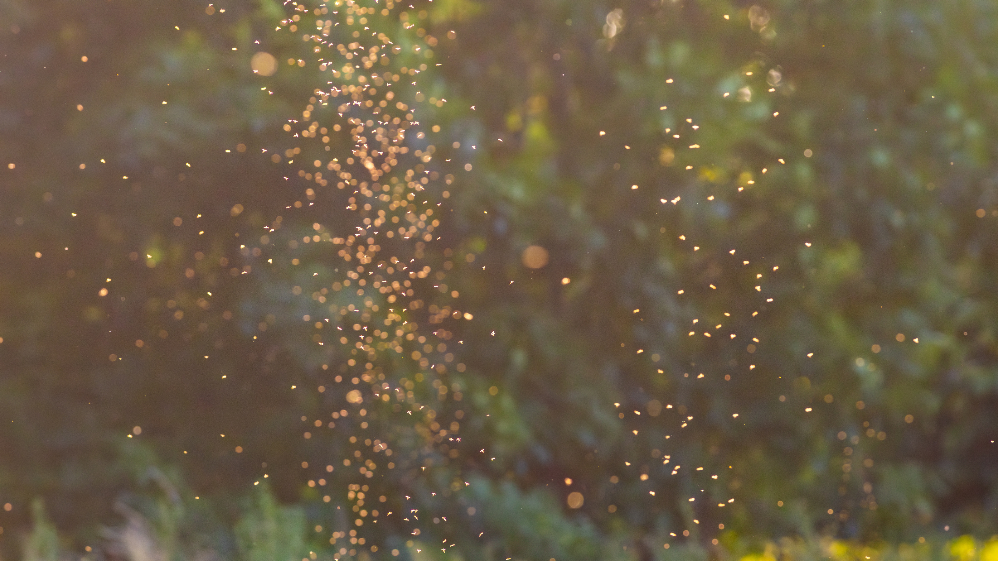 Mosquitoes swarming on a summer evening.
