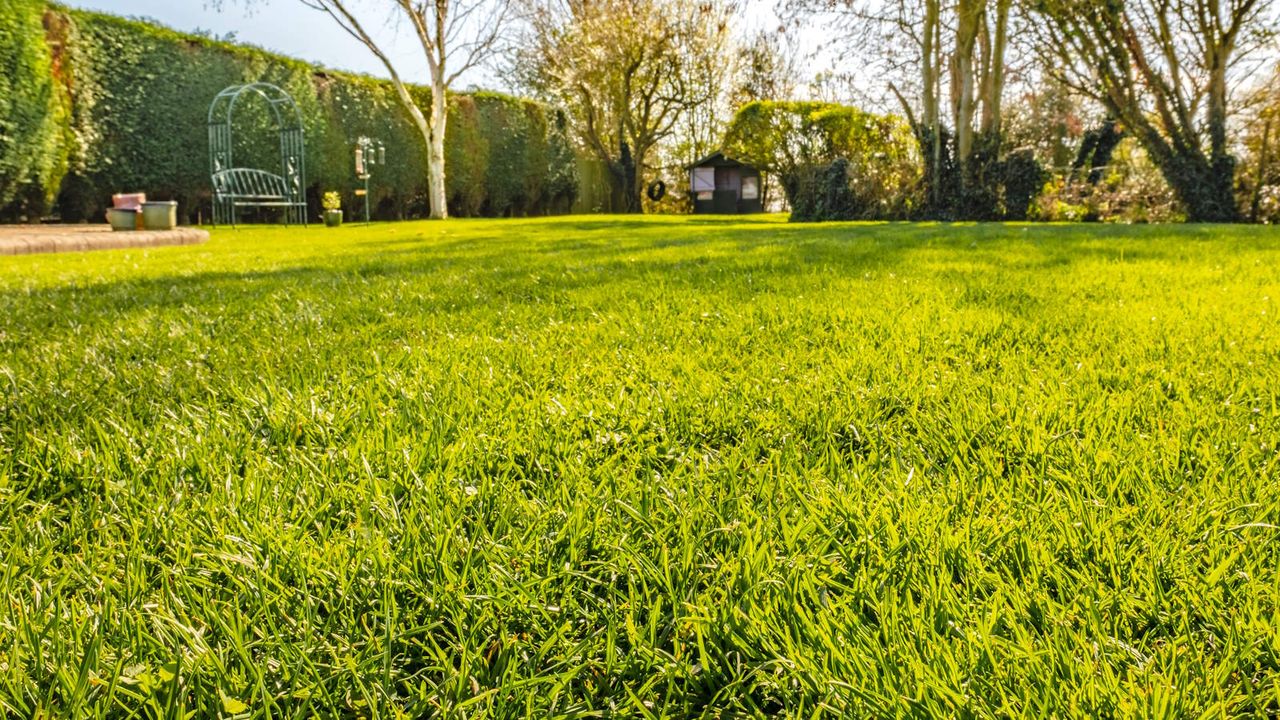 A large and flat lawn with hedges and trees in the background