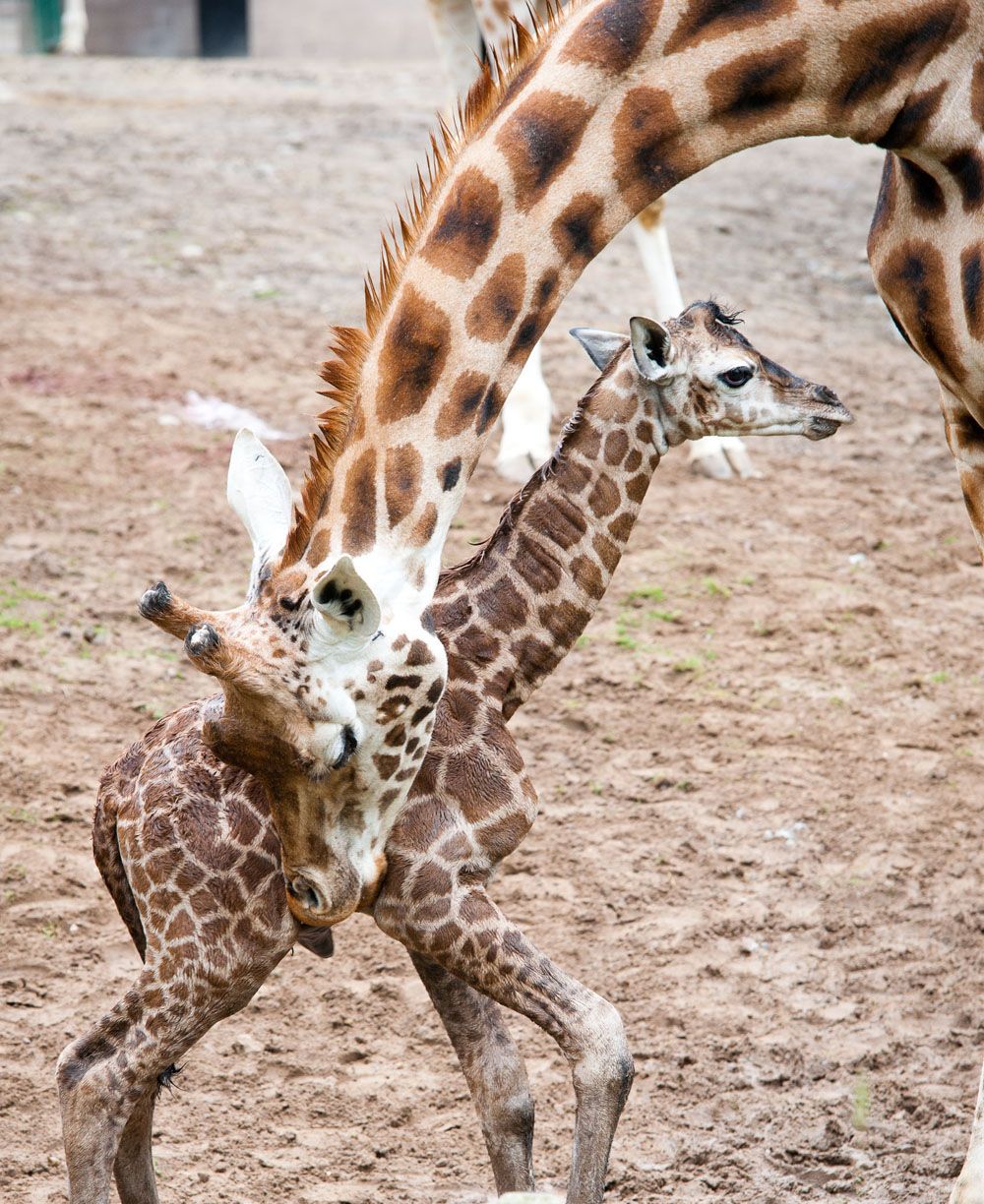 Baby Giraffe Photos Belfast Zoo Giraffe Calf Live Science