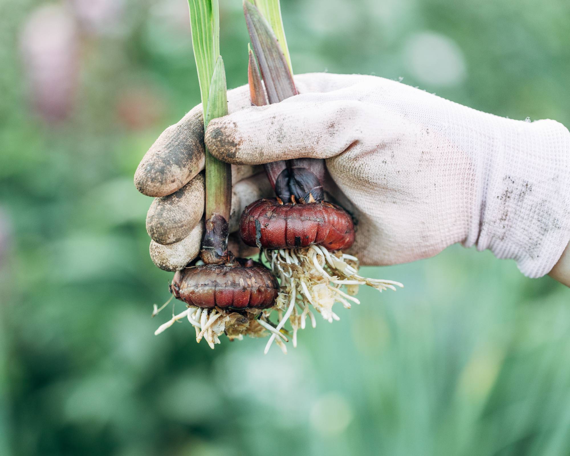 Gardener holds gladiolus bulbs to store for winter