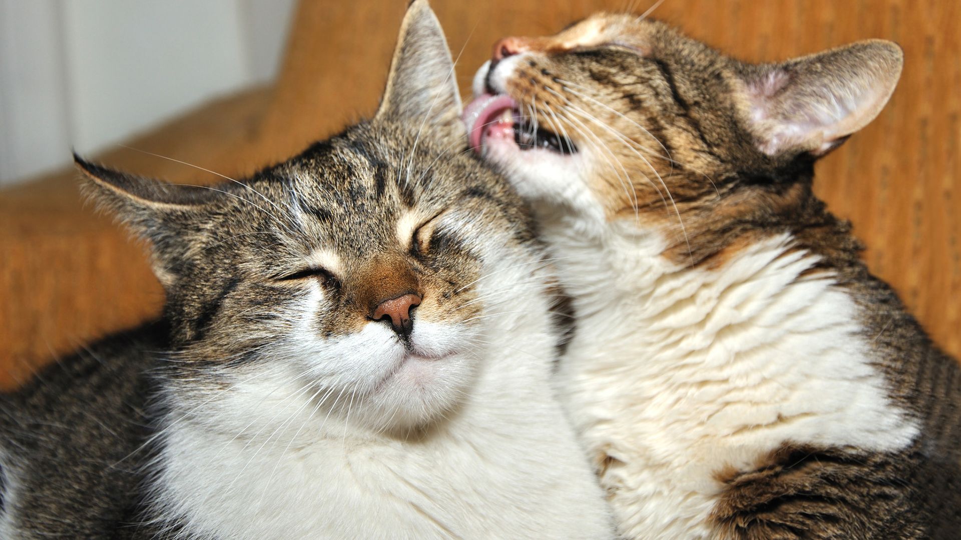 One brown-and-white cat licks another brown-and-white cat's ear.