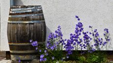 Best rain barrel