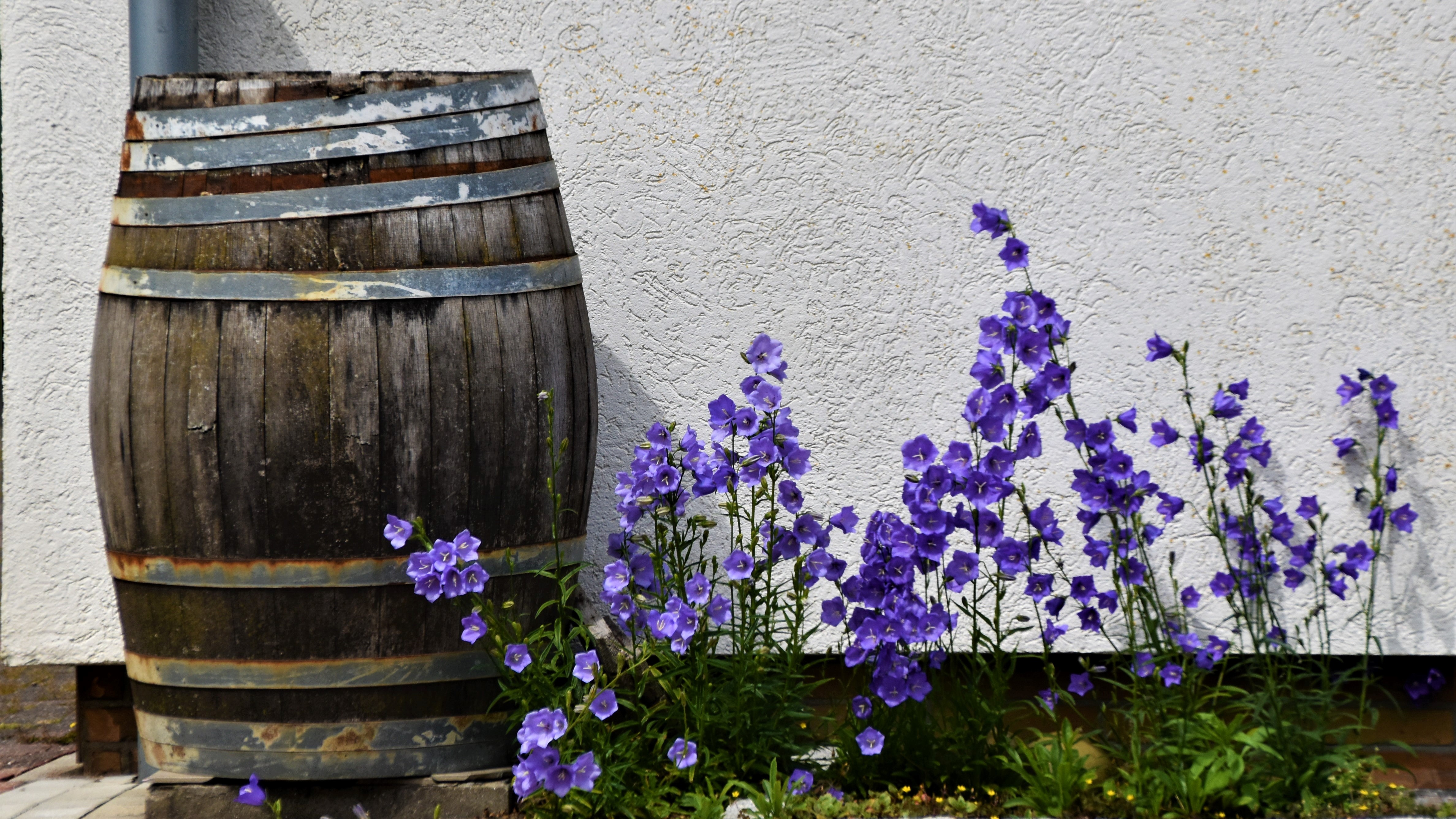 Best rain barrel