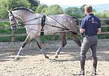 Oliver-Townend-Training-Aid.jpg