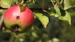 Codling moth damaged ripe apple on tree