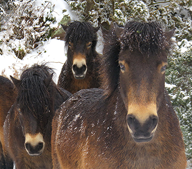 exmoors in snow