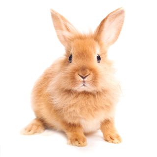 Small pets - Rabbit