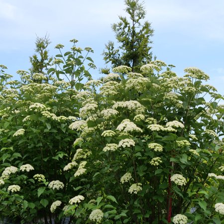 Proven Winners Colorchoice 5" White Blue Muffin Arrowwood Viburnum Live Plant in 4.5" Pot (4 Count)