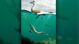 A reconstruction of Natovenator polydontus shows how the semiaquatic dinosaur may have swum and dived.