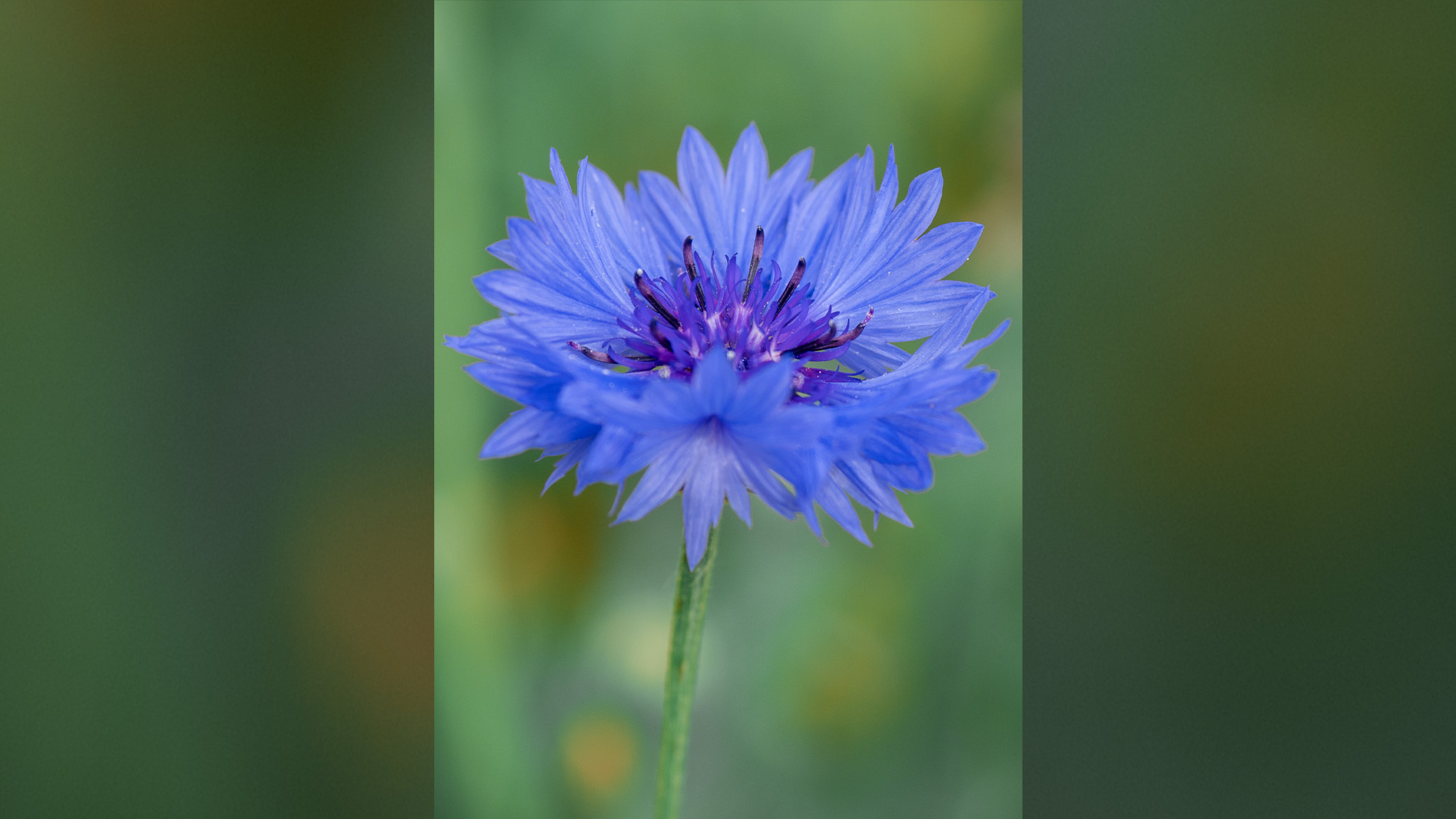 Blue flower in a field