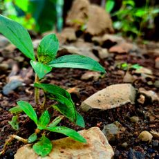 rocky soil with plants growing