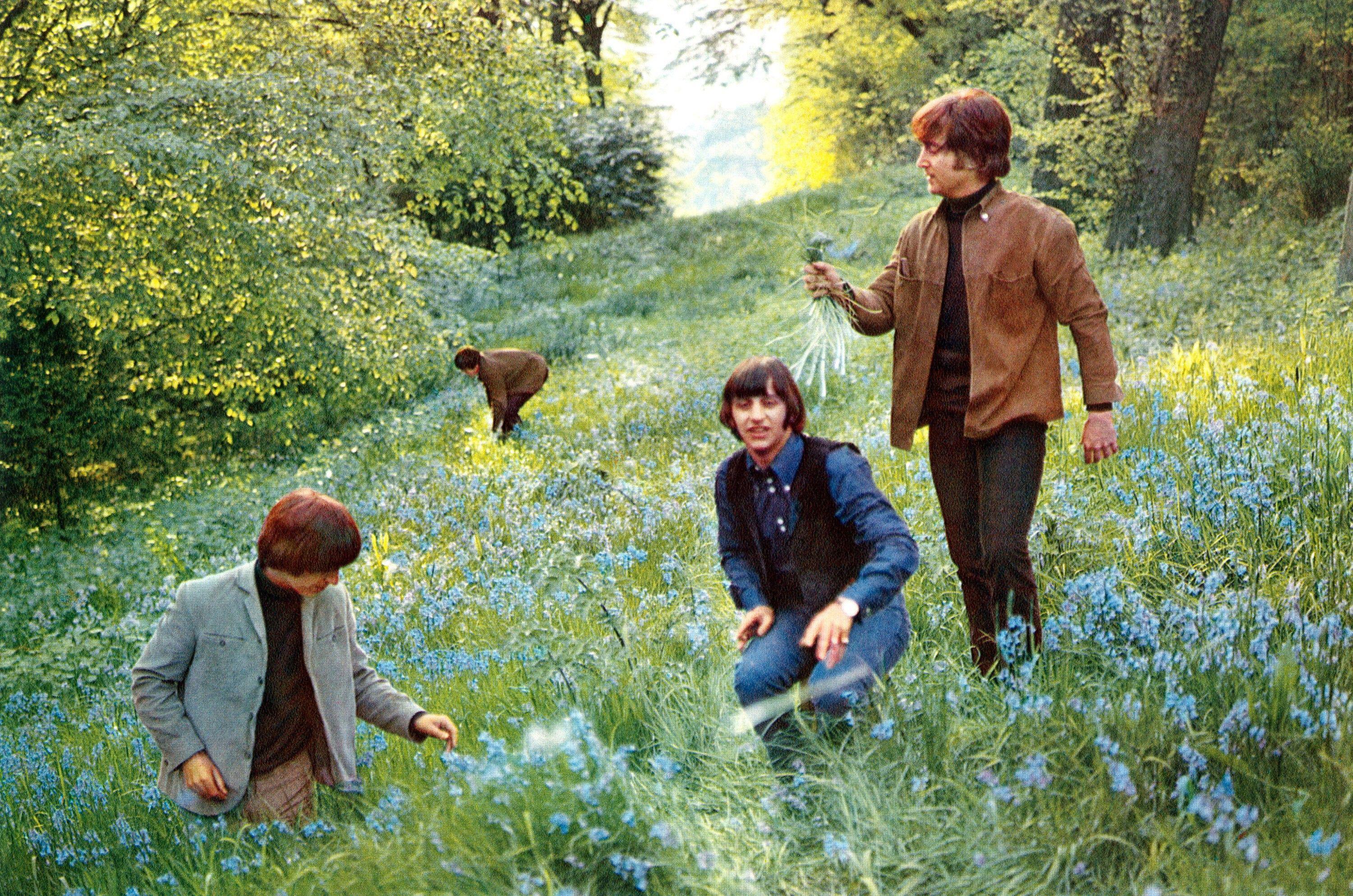 The four members of The Beatles crouching down in a flowery meadow