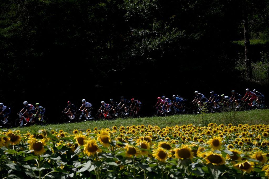 The pack rides past a sunflower field during the 19th stage of the 108th edition of the Tour de France cycling race 207 km between Mourenx and Libourne on July 16 2021 Photo by AnneChristine POUJOULAT AFP Photo by ANNECHRISTINE POUJOULATAFP via Getty Images