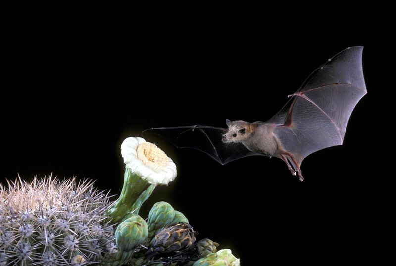 In Photos: The Eerily Beautiful Bats of Arizona | Live Science