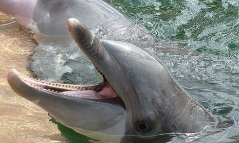 Scientists have created eight sounds that signify dolphin-friendly terms like &amp;quot;seaweed.&amp;quot; The hope is that the animals will mimic those sounds, allowing scientists to learn to decipher them. 