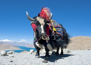 Tibetan yak with brightly colored garmets and mountains in the background