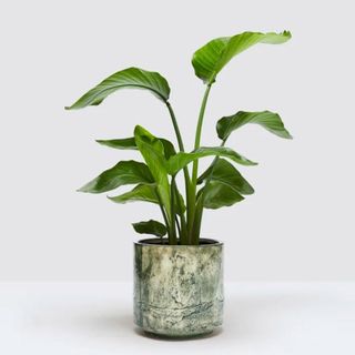  Green potted plant from patch plants