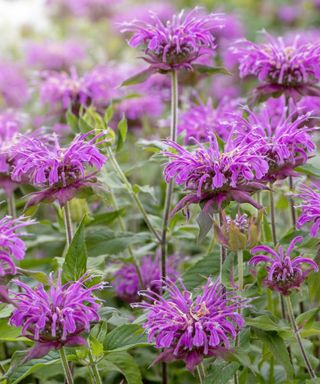 bee balm plant in bloom, also known as bergamot or Monarda