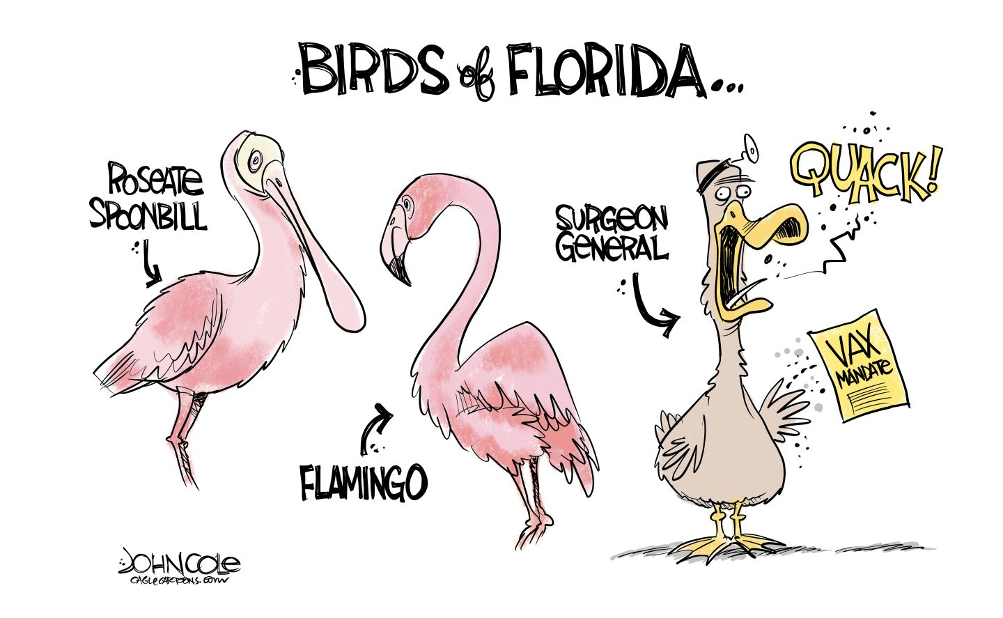 
                                This cartoon is titled “Birds of Florida” and depicts three birds. The first two birds look normal and are labeled “Roseate Spoonbill” and “flamingo”. The third bird is a crazy-looking duck holding a piece of paper that reads “Vax Mandate”. This duck is labeled “Surgeon General” and says  “Quack!”
                            