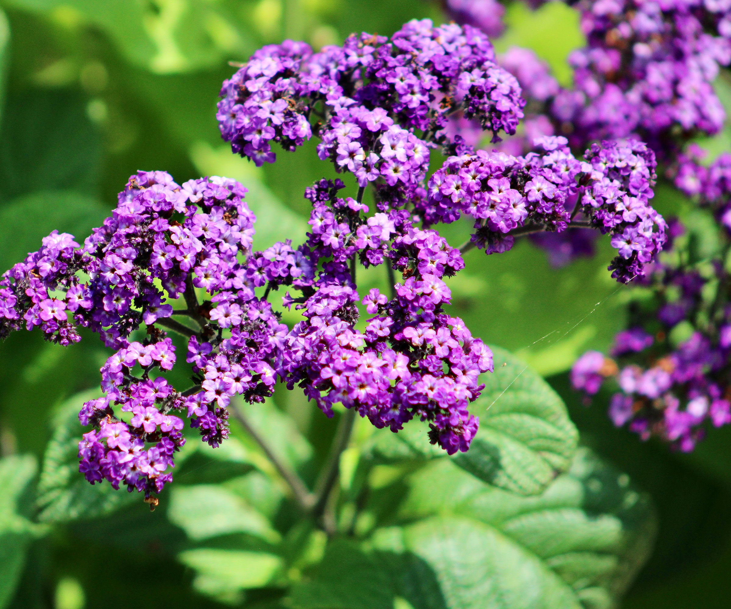 purple heliotrope in full bloom