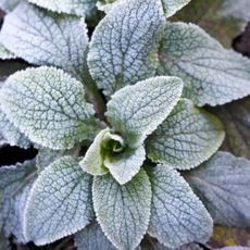 Primula foliage covered in frost