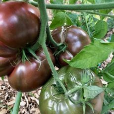 close up of purple Cherokee tomato on vine 